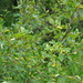 Betula fruticosa - Photo (c) Сергей Дудов, algunos derechos reservados (CC BY-NC), uploaded by Сергей Дудов