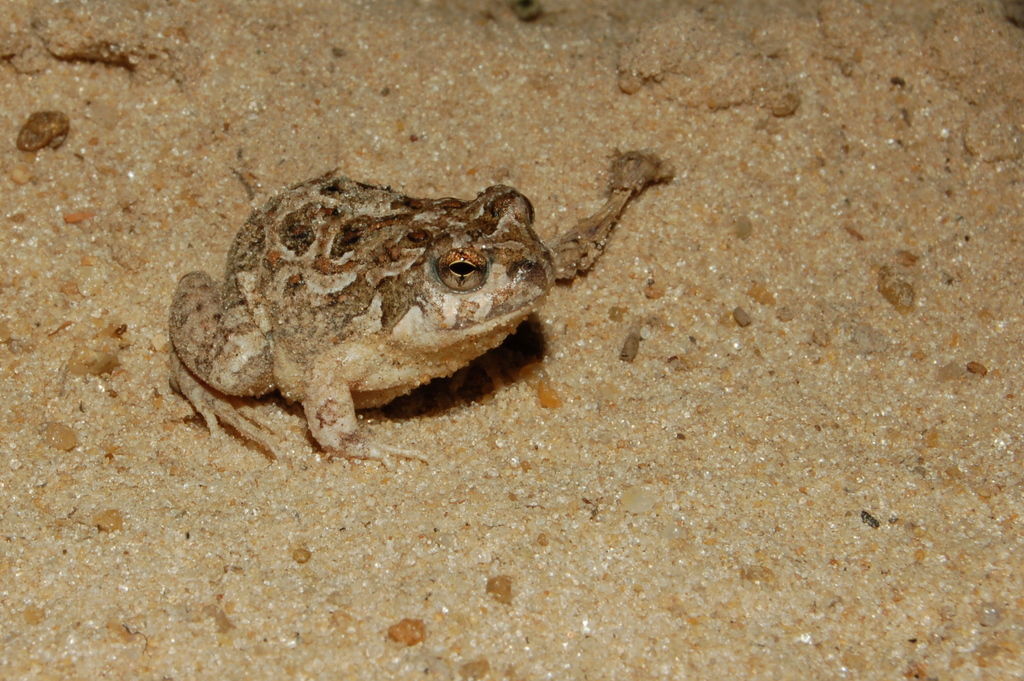 Helvetia Dwarf Frog