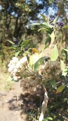Ageratina glabrata