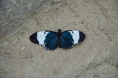 Heliconius sapho