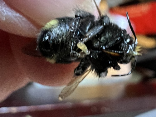 Fog-belt Bumble Bee photo 5