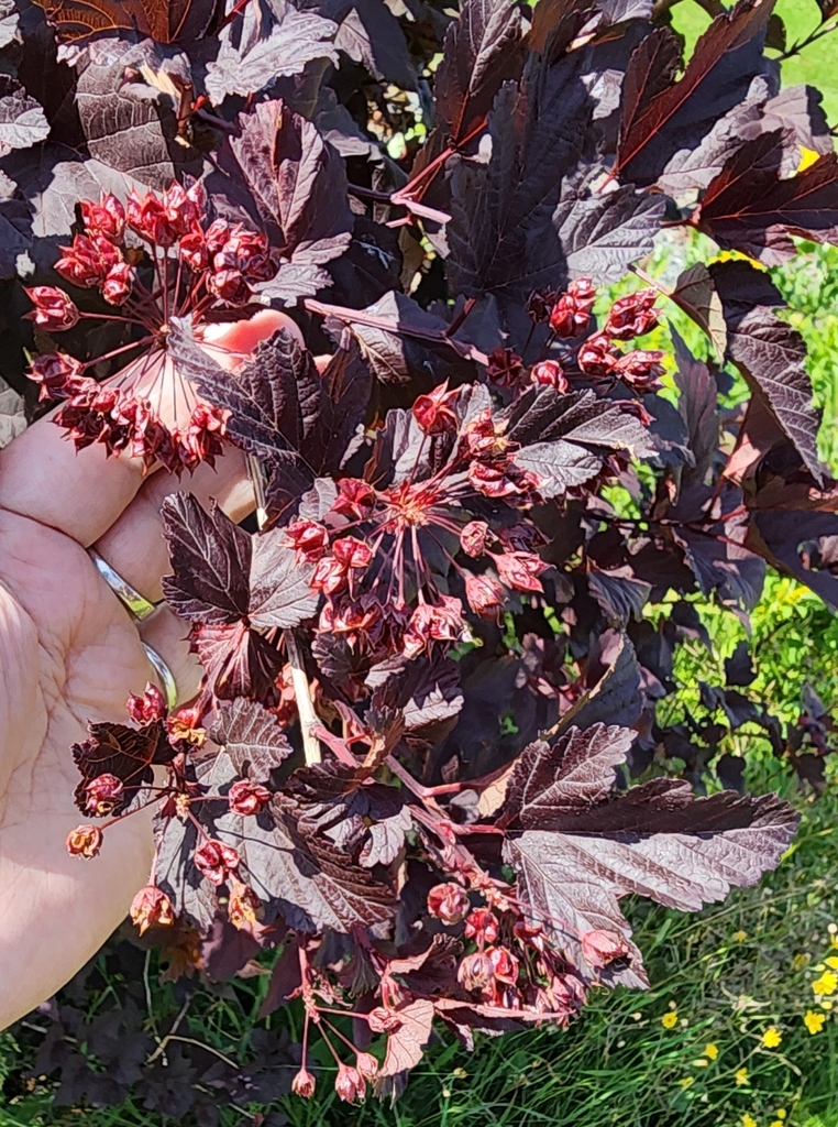 ninebarks from North Tetagouche, NB E2A 4Y6, Canada on August 4, 2023