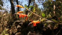 Clinopodium macrostemum