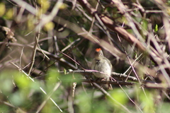 Corthylio calendula calendula