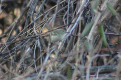 Corthylio calendula calendula