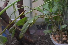 Heteropteryx dilatata