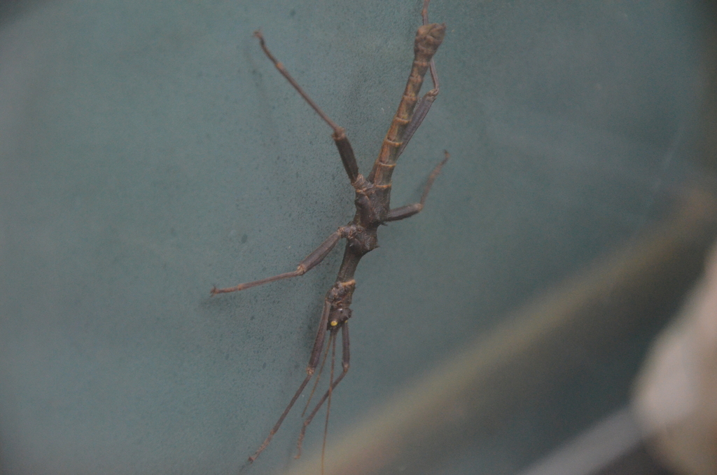 Obriminae