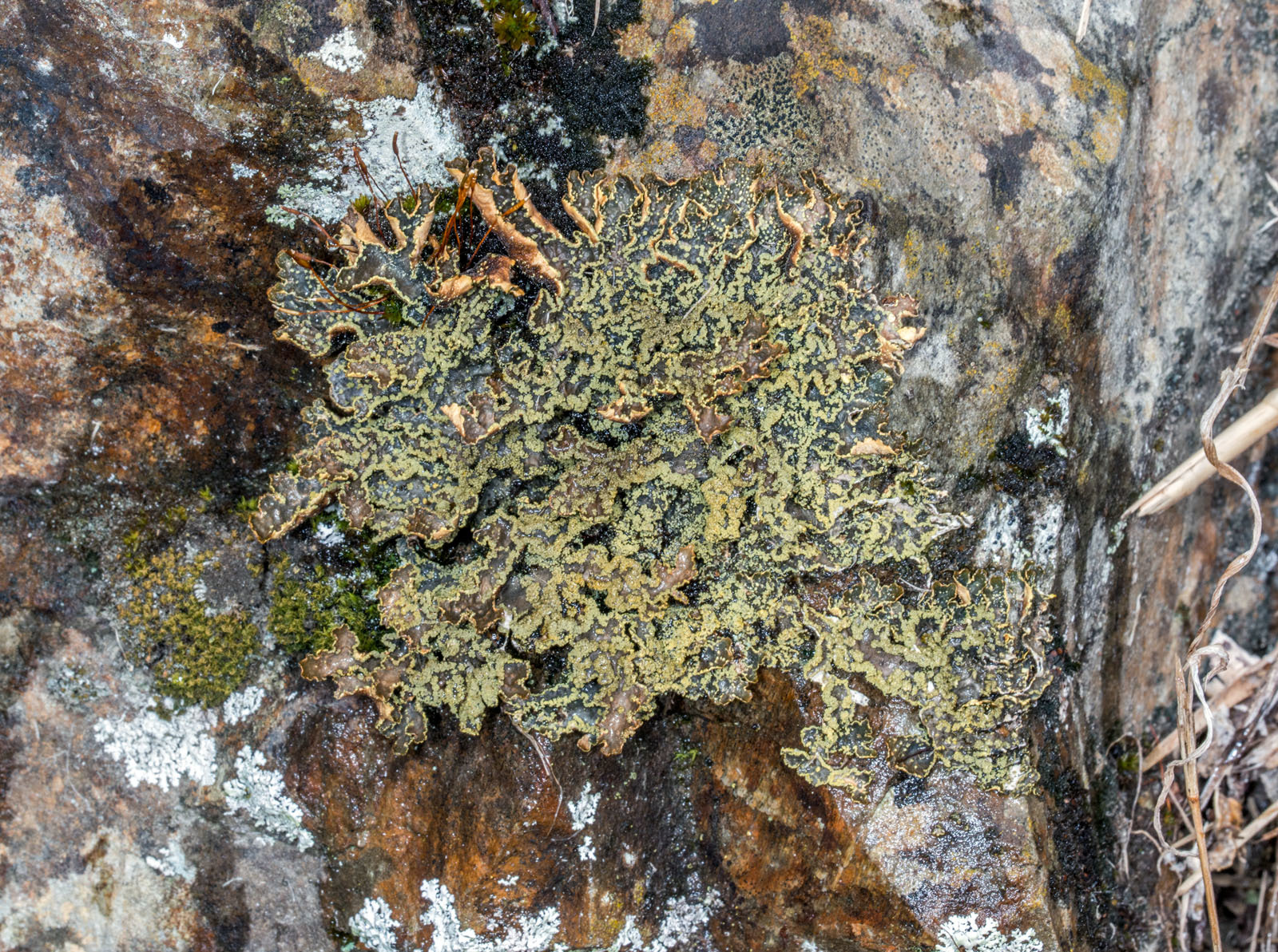 Pseudocyphellaria crocata image
