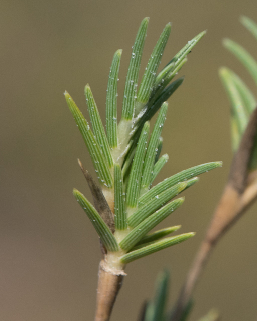Distichlis littoralis