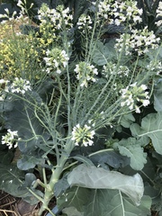 Brassica oleracea italica