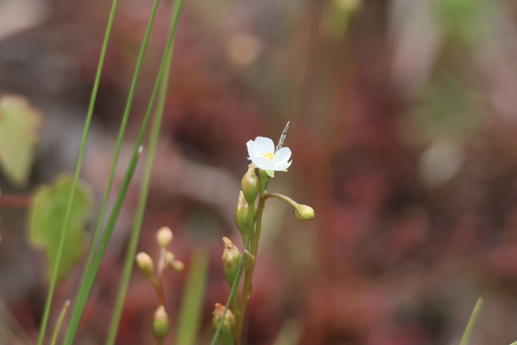 spoonleaf sundew in August 2023 by er-birds · iNaturalist