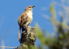 Phacellodomus striaticeps