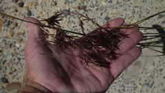 Thamnochortus karooica