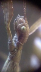 Nesiophasma
