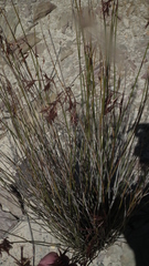 Thamnochortus karooica
