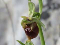 Ophrys fuciflora parvimaculata