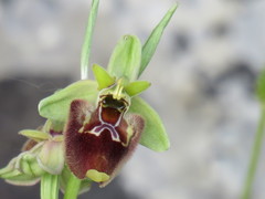 Ophrys fuciflora parvimaculata