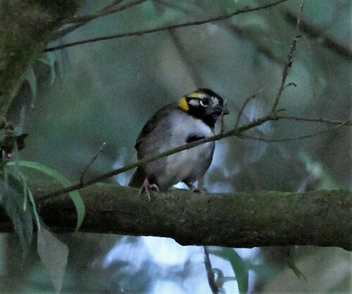 Grey-crowned Ground Sparrow (Melozone occipitalis), photo 8