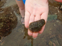 Dolabrifera nicaraguana