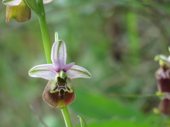 Ophrys fuciflora parvimaculata