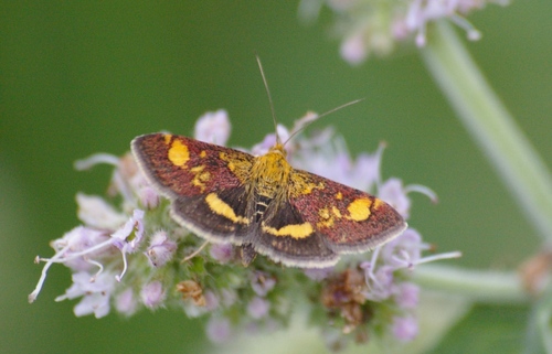 Mint Moth, photo 7 of 9