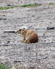 Spermophilus fulvus
