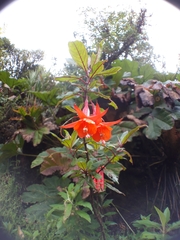 Fuchsia loxensis