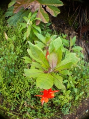 Fuchsia loxensis