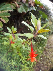 Fuchsia loxensis