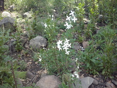 Bouvardia longiflora