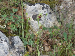 Ophrys fuciflora parvimaculata