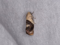 Hypertropha chlaenota