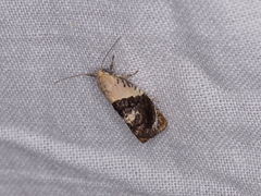 Hypertropha chlaenota