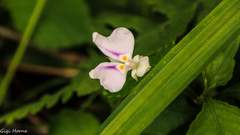Impatiens hochstetteri