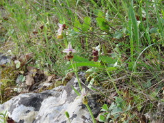 Ophrys fuciflora parvimaculata