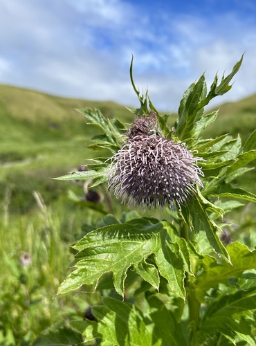 Cirsium boreale iNat (1)