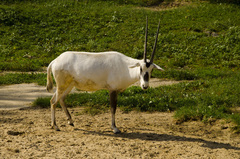 Addax nasomaculatus