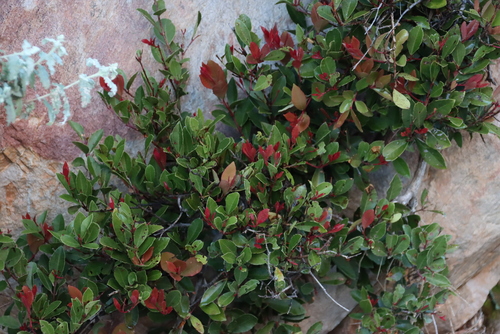 Lauridia (Lauridia reticulata)