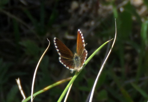 Paralycaeides vapa