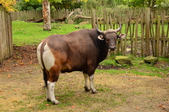 Bos javanicus