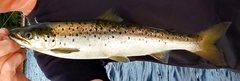 Salmo salar