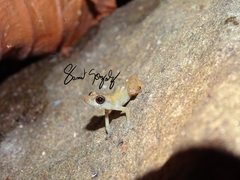 Diasporus