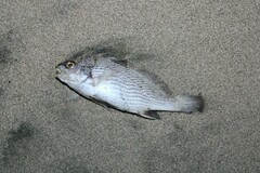 Shortnose Stardrum photo 2
