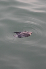 Pomacanthus maculosus