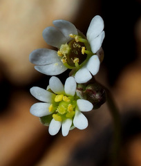 Draba minima