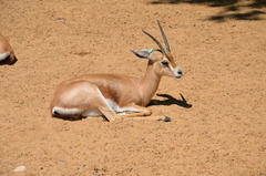 Gazella dorcas