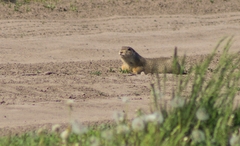 Spermophilus erythrogenys