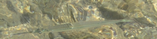 Hemiramphus depauperatus