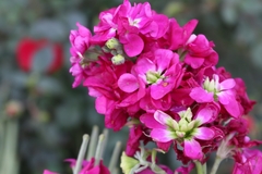 Matthiola incana