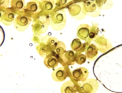Frullania bolanderi